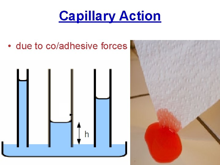 Capillary Action • due to co/adhesive forces 