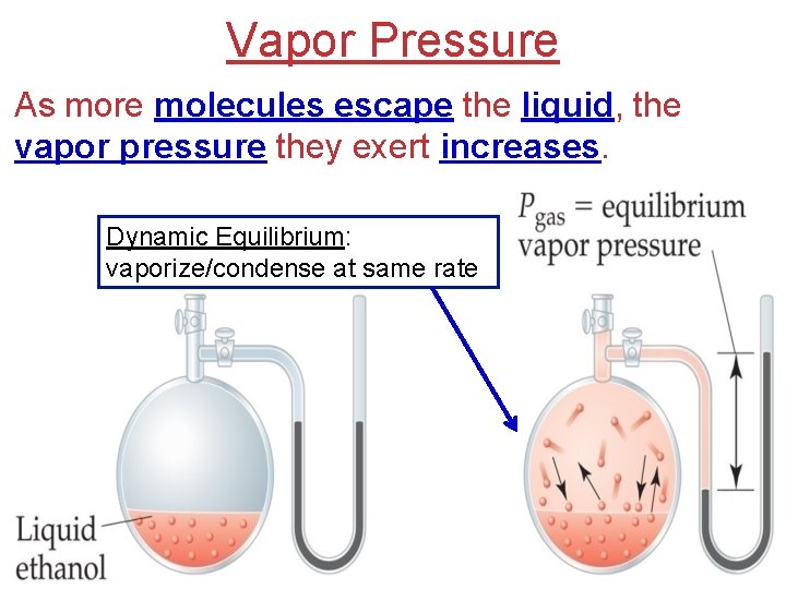 Vapor Pressure As more molecules escape the liquid, the vapor pressure they exert increases.