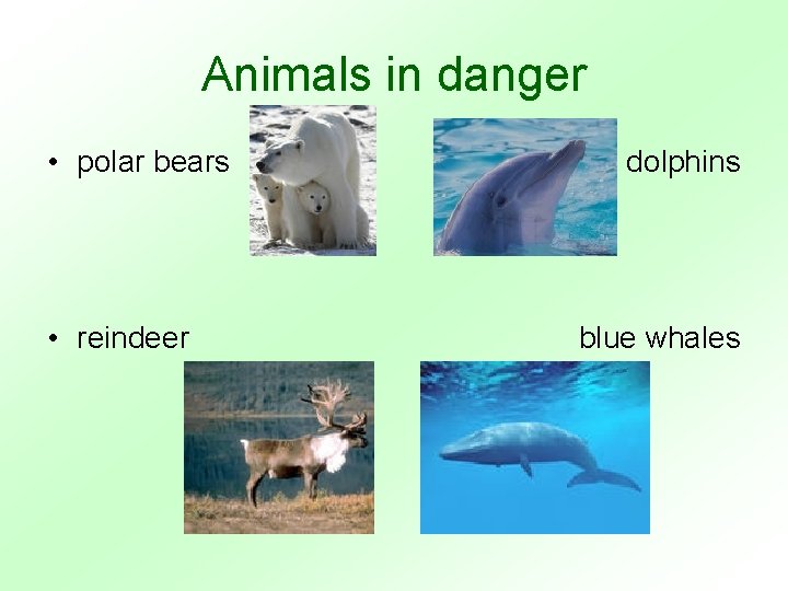 Animals in danger • polar bears • reindeer dolphins blue whales 