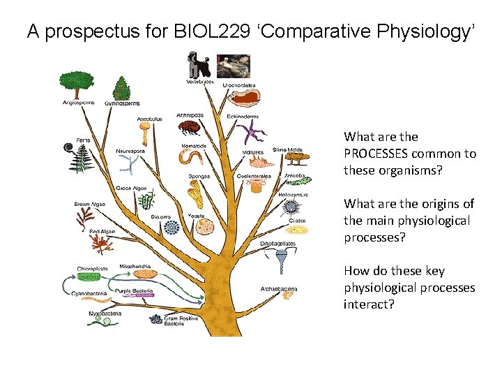 A prospectus for BIOL 229 ‘Comparative Physiology’ What are the PROCESSES common to these