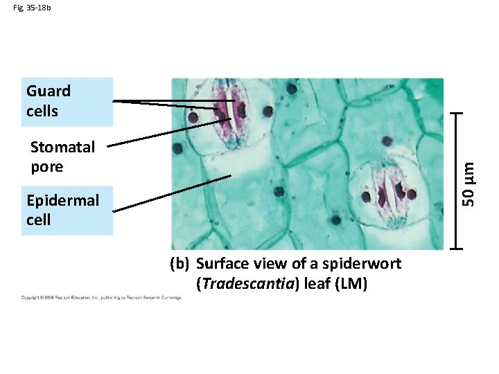 Fig. 35 -18 b Guard cells 50 µm Stomatal pore Epidermal cell (b) Surface