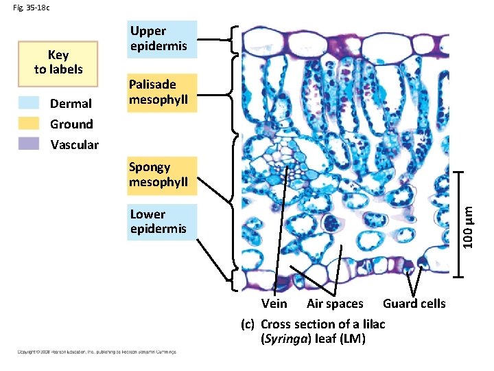 Fig. 35 -18 c Key to labels Dermal Ground Upper epidermis Palisade mesophyll Vascular
