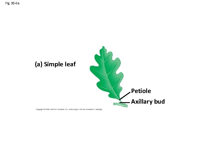 Fig. 35 -6 a (a) Simple leaf Petiole Axillary bud 
