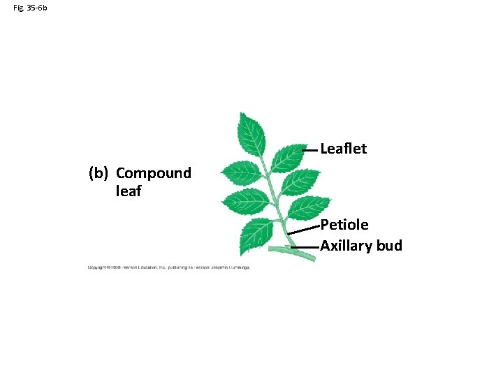 Fig. 35 -6 b Leaflet (b) Compound leaf Petiole Axillary bud 