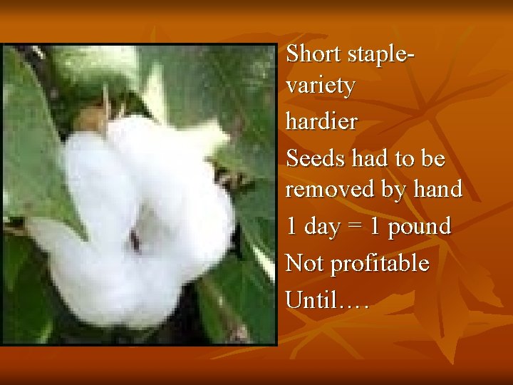 Short staplevariety n hardier n Seeds had to be removed by hand n 1