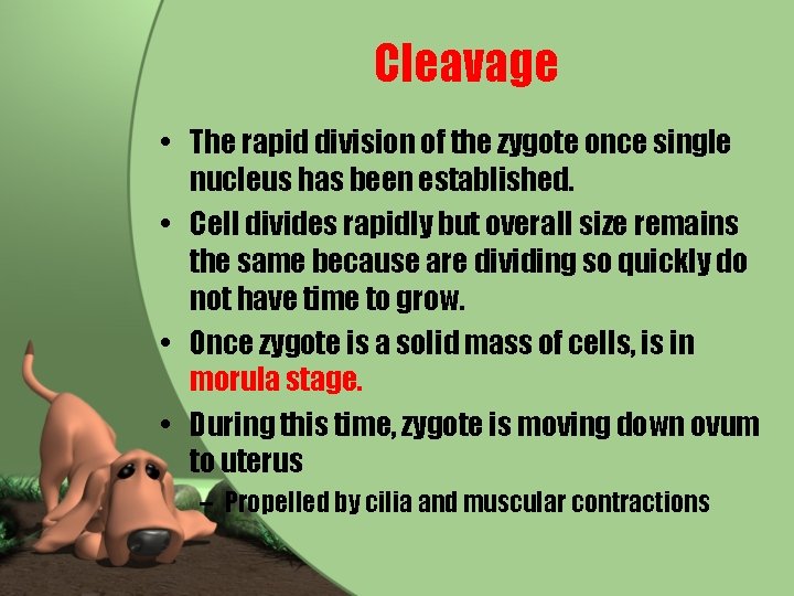 Cleavage • The rapid division of the zygote once single nucleus has been established.