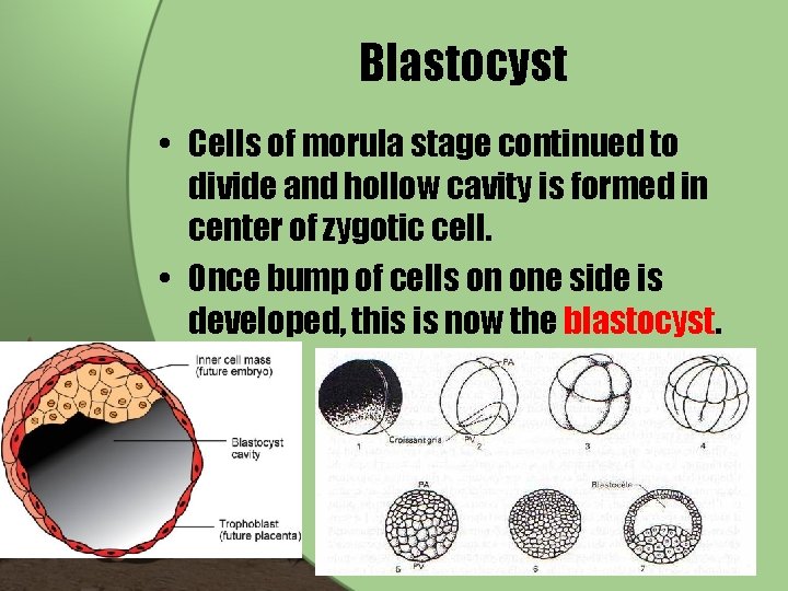 Blastocyst • Cells of morula stage continued to divide and hollow cavity is formed