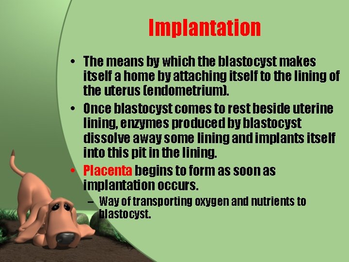 Implantation • The means by which the blastocyst makes itself a home by attaching
