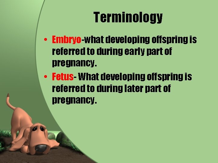 Terminology • Embryo-what developing offspring is referred to during early part of pregnancy. •