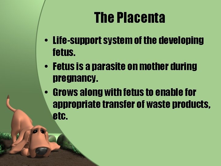 The Placenta • Life-support system of the developing fetus. • Fetus is a parasite