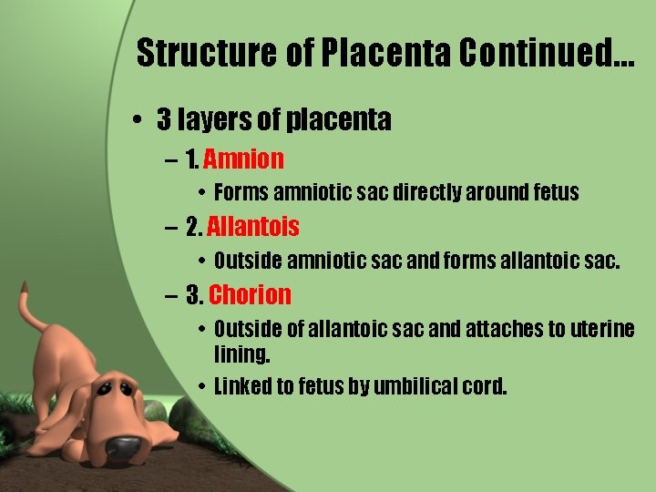 Structure of Placenta Continued… • 3 layers of placenta – 1. Amnion • Forms