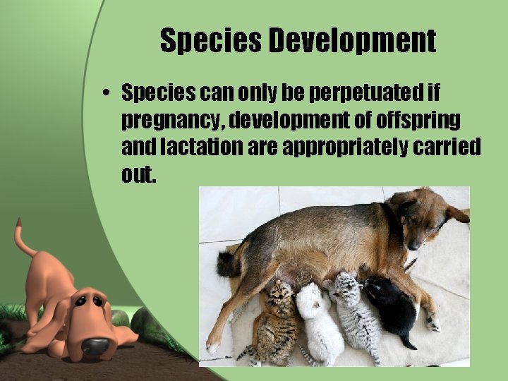 Species Development • Species can only be perpetuated if pregnancy, development of offspring and