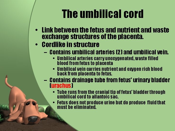 The umbilical cord • Link between the fetus and nutrient and waste exchange structures