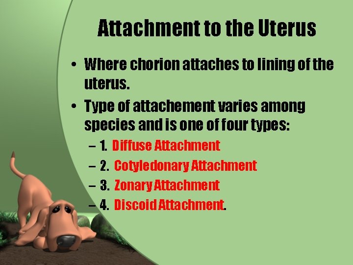 Attachment to the Uterus • Where chorion attaches to lining of the uterus. •