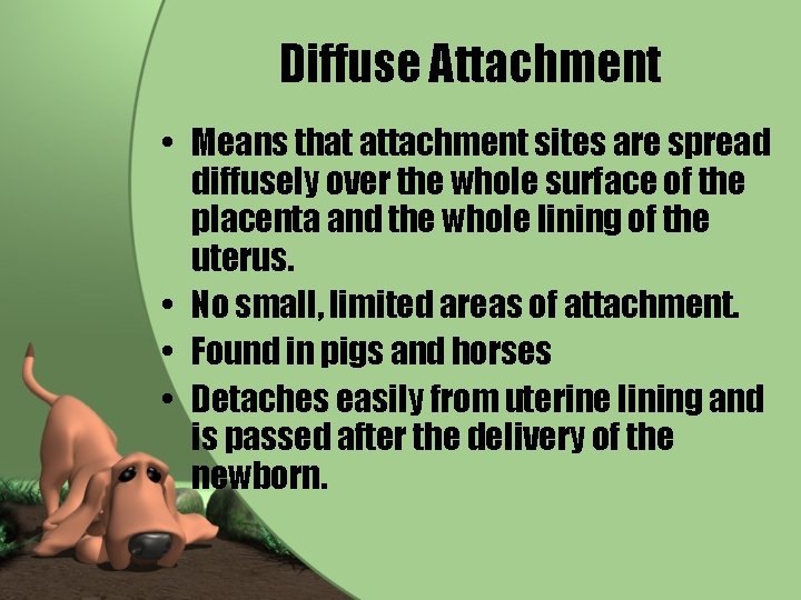 Diffuse Attachment • Means that attachment sites are spread diffusely over the whole surface