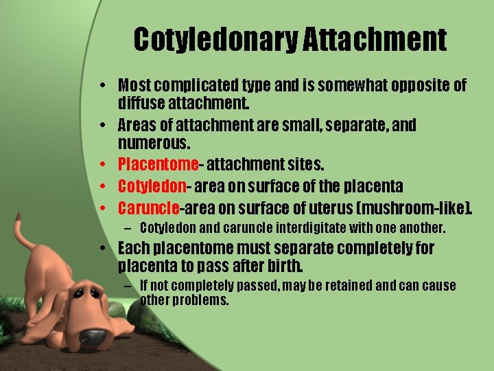 Cotyledonary Attachment • Most complicated type and is somewhat opposite of diffuse attachment. •