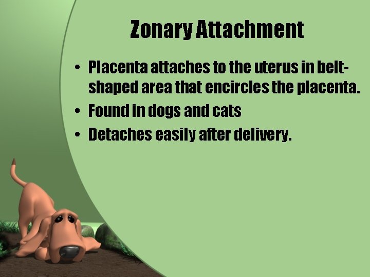 Zonary Attachment • Placenta attaches to the uterus in beltshaped area that encircles the