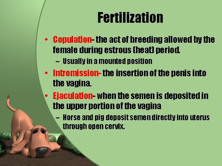 Fertilization • Copulation- the act of breeding allowed by the female during estrous (heat)