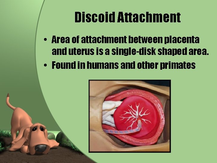 Discoid Attachment • Area of attachment between placenta and uterus is a single-disk shaped