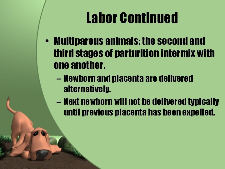 Labor Continued • Multiparous animals: the second and third stages of parturition intermix with