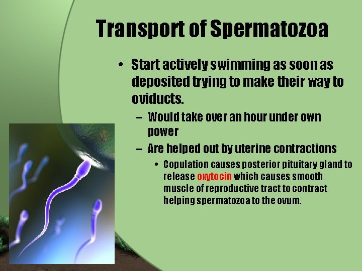 Transport of Spermatozoa • Start actively swimming as soon as deposited trying to make