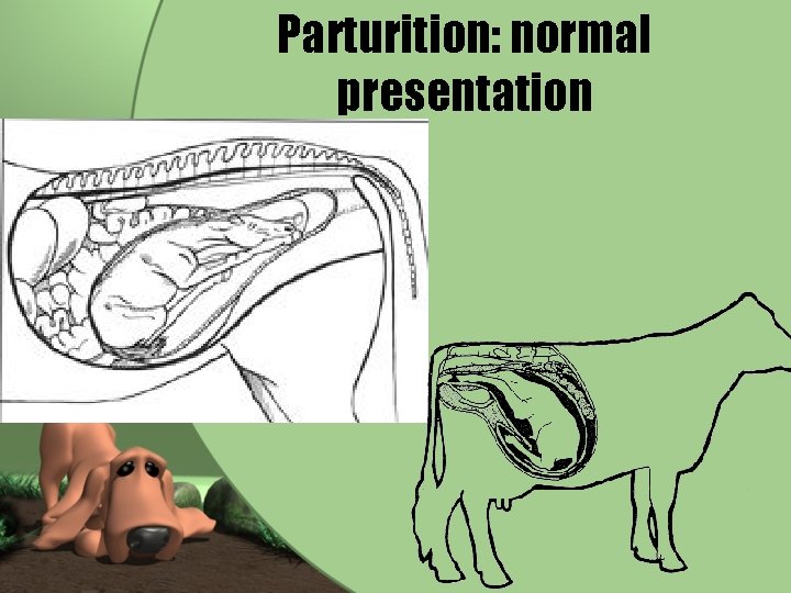 Parturition: normal presentation 