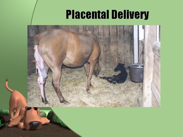 Placental Delivery 