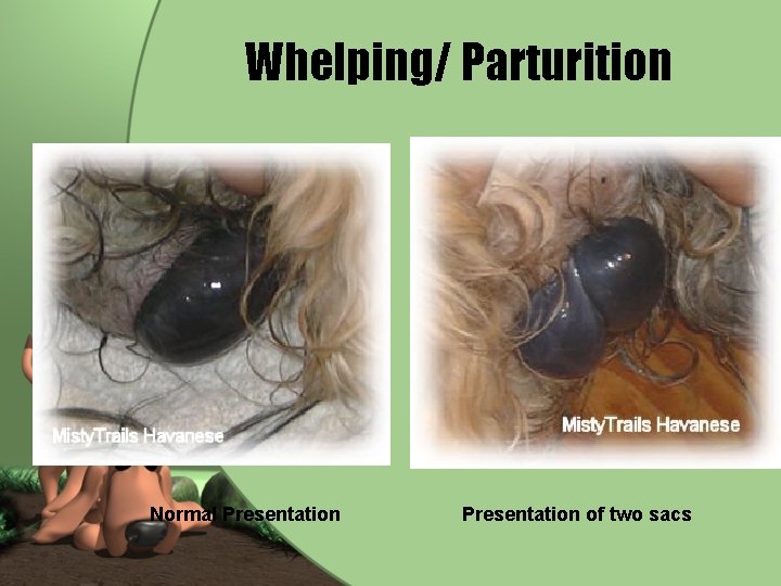 Whelping/ Parturition Normal Presentation of two sacs 