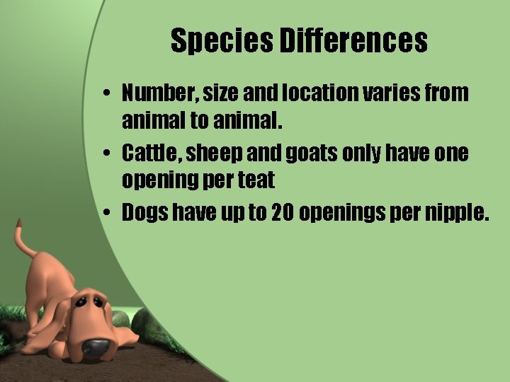 Species Differences • Number, size and location varies from animal to animal. • Cattle,