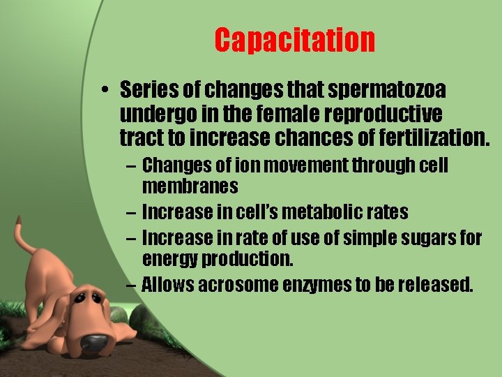 Capacitation • Series of changes that spermatozoa undergo in the female reproductive tract to