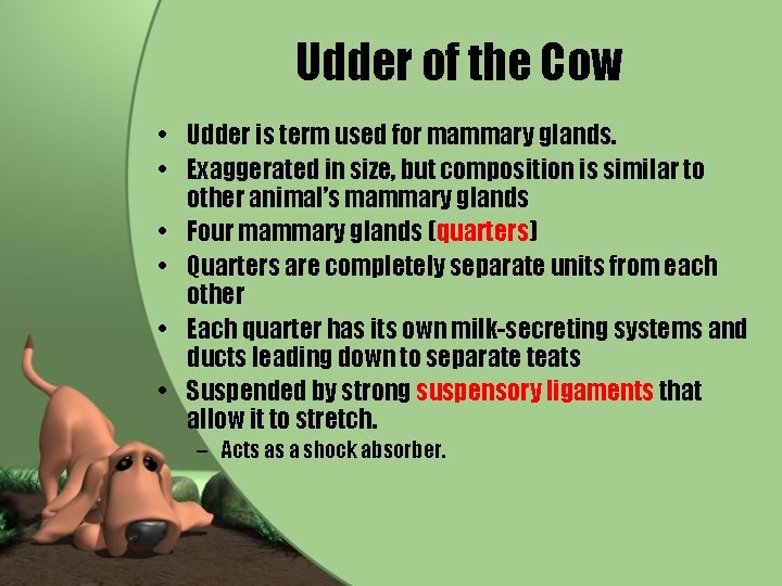 Udder of the Cow • Udder is term used for mammary glands. • Exaggerated