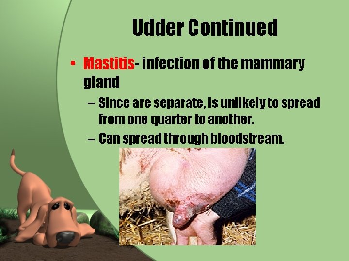 Udder Continued • Mastitis- infection of the mammary gland – Since are separate, is