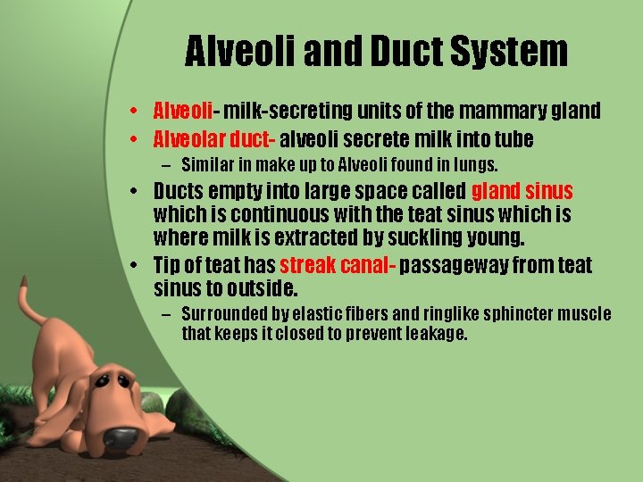 Alveoli and Duct System • Alveoli- milk-secreting units of the mammary gland • Alveolar