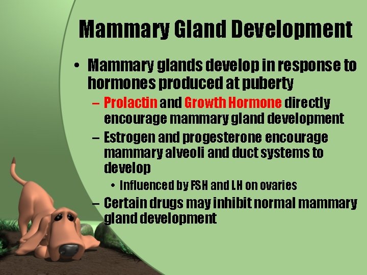 Mammary Gland Development • Mammary glands develop in response to hormones produced at puberty