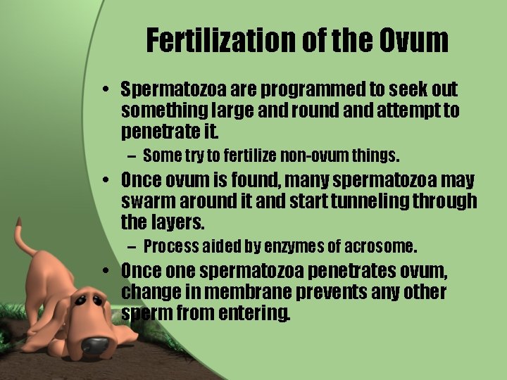 Fertilization of the Ovum • Spermatozoa are programmed to seek out something large and