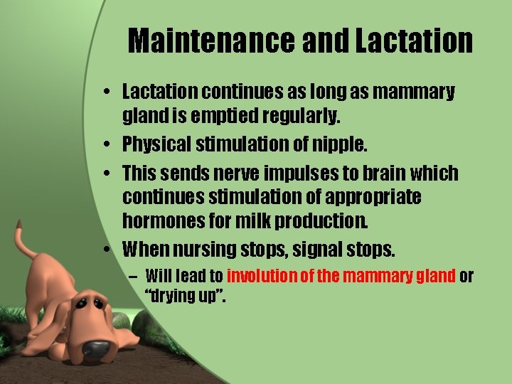 Maintenance and Lactation • Lactation continues as long as mammary gland is emptied regularly.