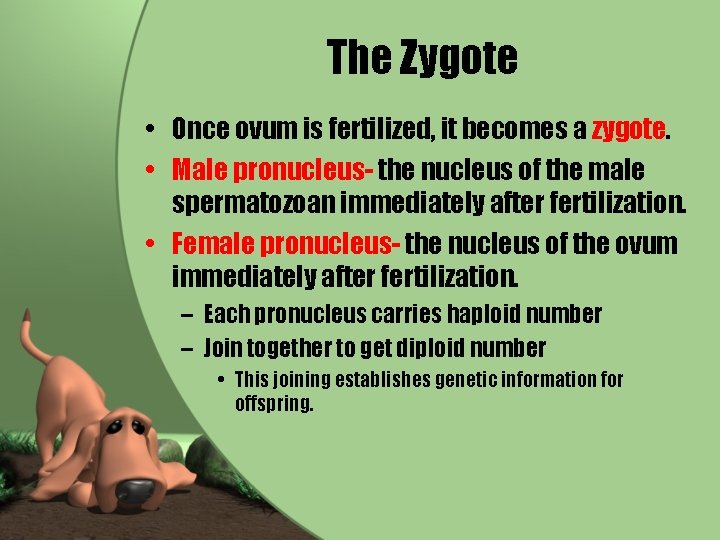 The Zygote • Once ovum is fertilized, it becomes a zygote. • Male pronucleus-