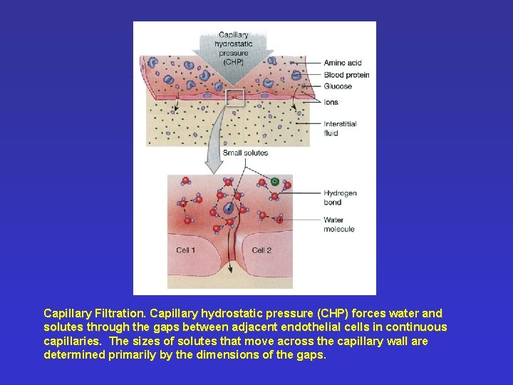 Capillary Filtration. Capillary hydrostatic pressure (CHP) forces water and solutes through the gaps between