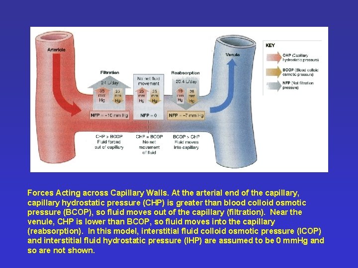 Forces Acting across Capillary Walls. At the arterial end of the capillary, capillary hydrostatic