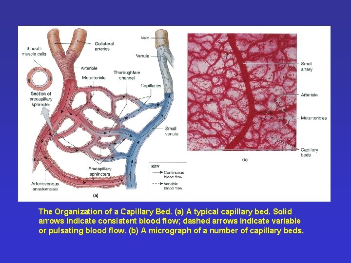 The Organization of a Capillary Bed. (a) A typical capillary bed. Solid arrows indicate