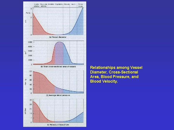 Relationships among Vessel Diameter, Cross-Sectional Area, Blood Pressure, and Blood Velocity. 