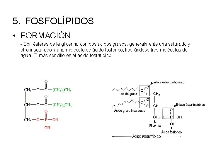 5. FOSFOLÍPIDOS • FORMACIÓN - Son ésteres de la glicerina con dós ácidos grasos,