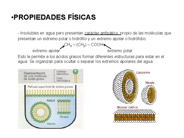  • PROPIEDADES FÍSICAS - Insolubles en agua pero presentan carácter anfipático, propio de