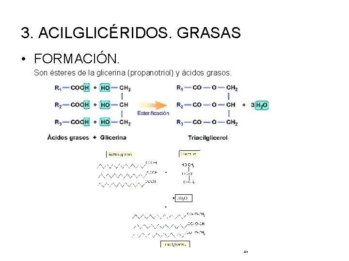 3. ACILGLICÉRIDOS. GRASAS • FORMACIÓN. Son ésteres de la glicerina (propanotriol) y ácidos grasos.