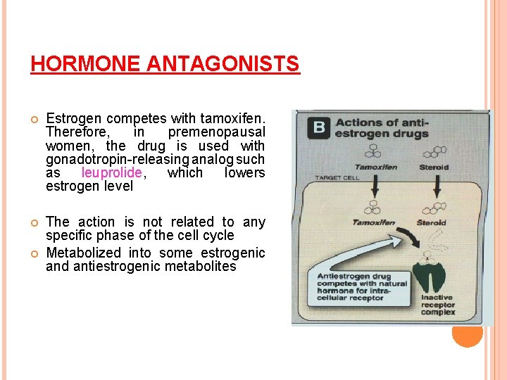 HORMONE ANTAGONISTS Estrogen competes with tamoxifen. Therefore, in premenopausal women, the drug is used