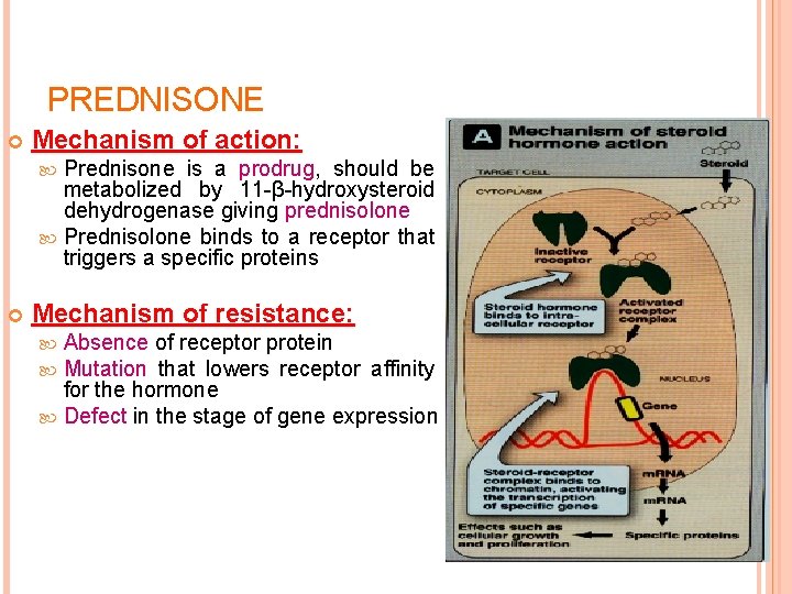 PREDNISONE Mechanism of action: Prednisone is a prodrug, should be metabolized by 11 -β-hydroxysteroid
