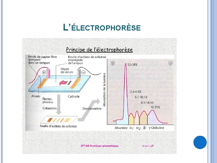 L’ÉLECTROPHORÈSE 