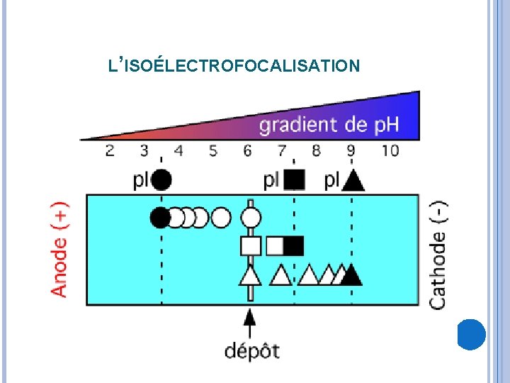 L’ISOÉLECTROFOCALISATION 