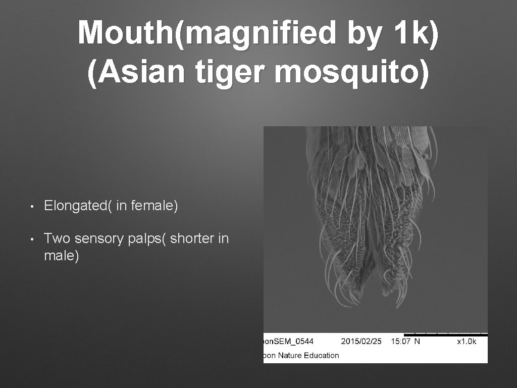 Mouth(magnified by 1 k) (Asian tiger mosquito) • Elongated( in female) • Two sensory