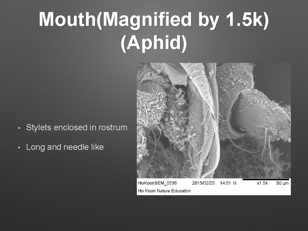 Mouth(Magnified by 1. 5 k) (Aphid) • Stylets enclosed in rostrum • Long and